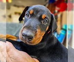 Small Photo #114 Doberman Pinscher Puppy For Sale in FORT LAUDERDALE, FL, USA