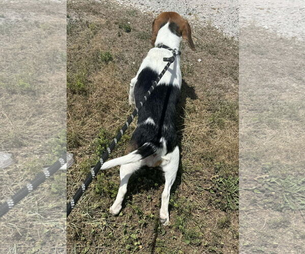 Medium Photo #4 Beagle Puppy For Sale in Dunnellon, FL, USA