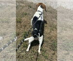 Small #3 Beagle