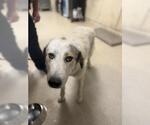 Small Great Pyrenees Mix