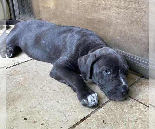 Medium Photo #3 American Pit Bull Terrier-American Staffordshire Terrier Mix Puppy For Sale in Wenonah, NJ, USA