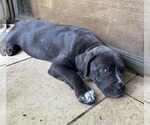 Small #2 American Pit Bull Terrier-American Staffordshire Terrier Mix