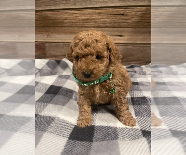 Medium Photo #1 Bichpoo Puppy For Sale in FRYSTOWN, PA, USA
