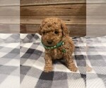 Small Photo #1 Bichpoo Puppy For Sale in FRYSTOWN, PA, USA