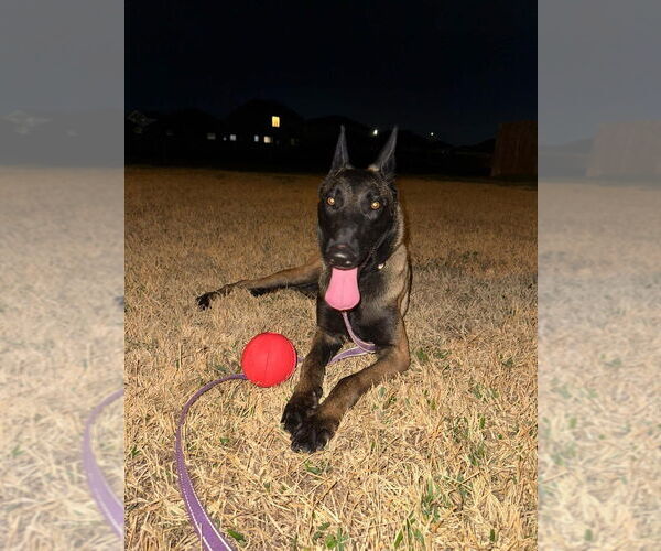 Medium Photo #4 Mutt Puppy For Sale in Imlay City, MI, USA