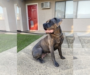 Mother of the Cane Corso puppies born on 02/04/2022