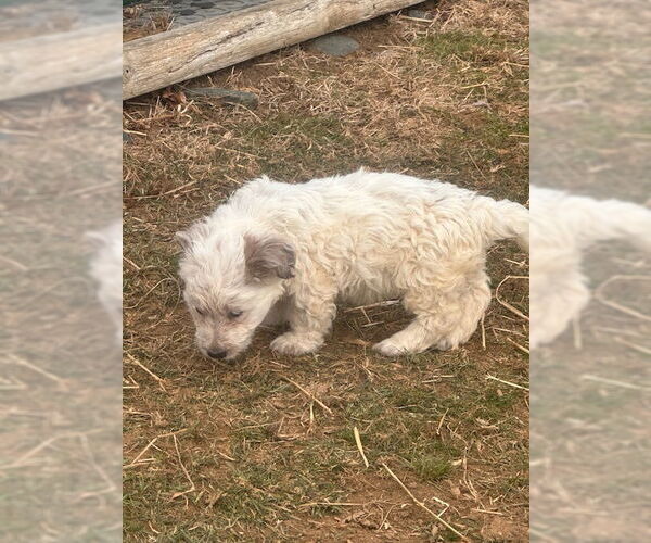 Medium Photo #2 Basset Hound-Unknown Mix Puppy For Sale in Mouth Of Wilson, VA, USA