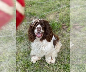 Father of the Cocker Spaniel puppies born on 05/14/2025