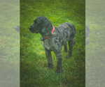 Small Photo #1 Bernedoodle (Miniature) Puppy For Sale in NARVON, PA, USA