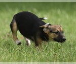 Small #6 Mutt