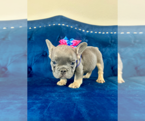 English Bulldog Puppy for sale in NEW YORK, NY, USA