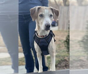 Labrador Retriever-Unknown Mix Dogs for adoption in Greenbelt, MD, USA
