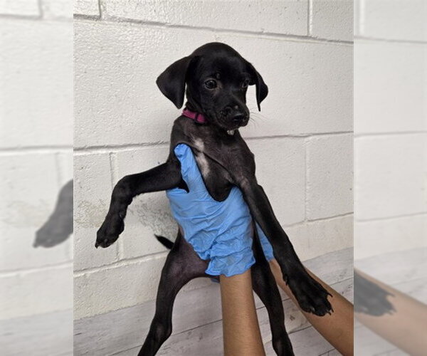 Medium Photo #1 Labrador Retriever-Unknown Mix Puppy For Sale in San Bernardino, CA, USA