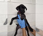 Small Labrador Retriever Mix