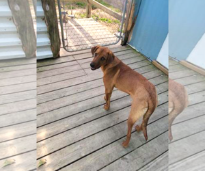 Professor Red - Male Labrador Retriever-Unknown Mix Dog for Adoption - Photo #3