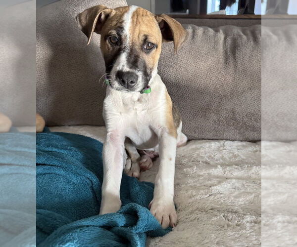 Medium Photo #6 Mutt Puppy For Sale in OKLAHOMA CITY, OK, USA