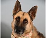 HARLEY - Female German Shepherd Dog Dog for Adoption - Small photo