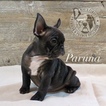 Small Photo #3 French Bulldog Puppy For Sale in VERNAL, UT, USA