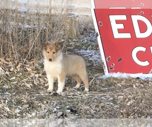 Collie Puppy for sale in SEDALIA, MO, USA