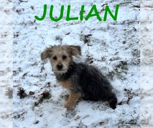 Shorkie Tzu Puppy for sale in HARTLAND, MN, USA