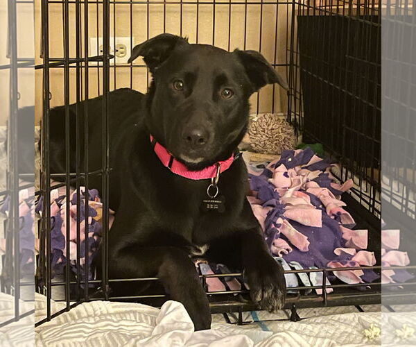 Medium Photo #8 Pointer-Unknown Mix Puppy For Sale in Fargo, ND, USA