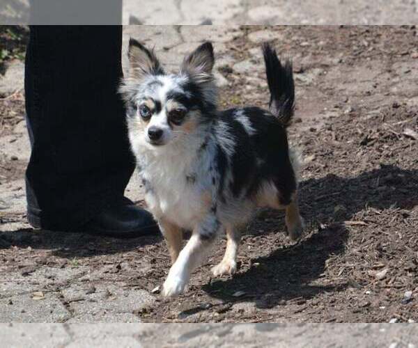 Medium Photo #1 Chihuahua Puppy For Sale in NEWVILLE, PA, USA