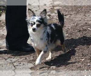 Mother of the Chihuahua puppies born on 07/17/2026