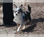 Small Photo #1 Chihuahua Puppy For Sale in NEWVILLE, PA, USA