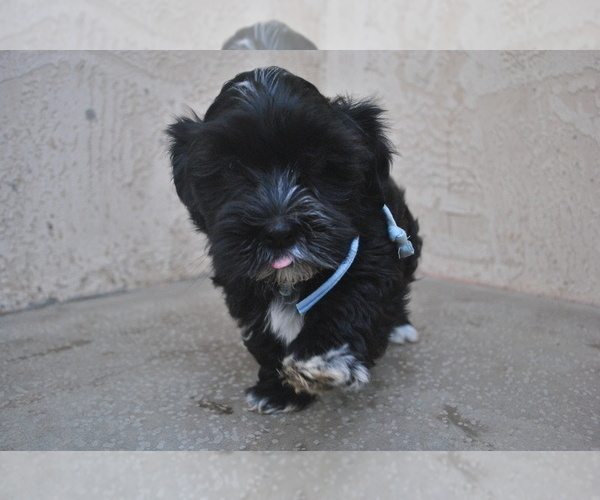 Medium Photo #4 Havanese Puppy For Sale in ZANESVILLE, OH, USA