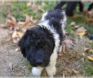 Double Doodle Puppy for sale in BALLWIN, MO, USA