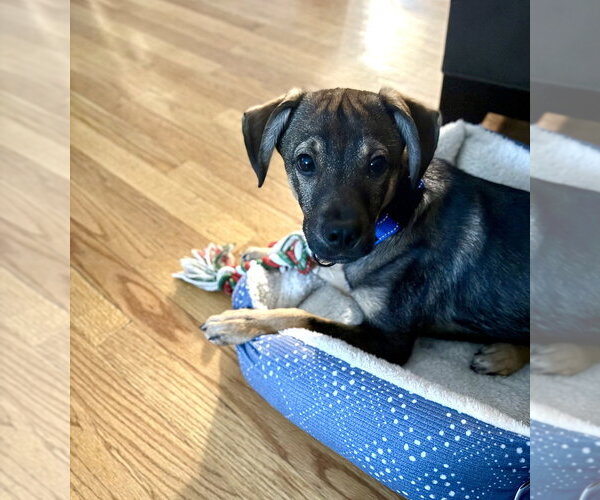 Medium Photo #6 Mutt Puppy For Sale in Brewster, NY, USA