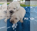 Small Photo #17 English Cream Golden Retriever Puppy For Sale in ELVERTA, CA, USA