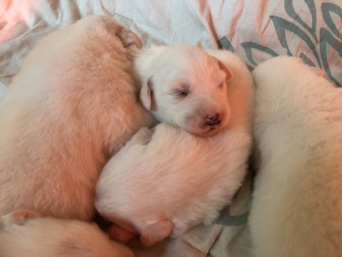 Medium Photo #1 Great Pyrenees-Maremma Sheepdog Mix Puppy For Sale in WASHOE VALLEY, NV, USA