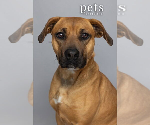 Medium Photo #9 Mutt Puppy For Sale in Foristell, MO, USA