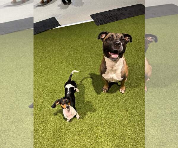 Medium Photo #41 Boxer-Unknown Mix Puppy For Sale in Holly Springs, NC, USA