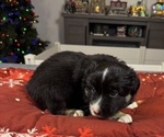 Small Photo #20 Australian Shepherd Puppy For Sale in SALISBURY, NC, USA