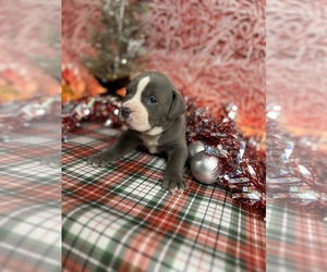 American Pit Bull Terrier Puppy for sale in ROCKFORD, IL, USA