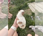 Small Photo #69 Goldendoodle (Miniature) Puppy For Sale in FREDERICA, DE, USA