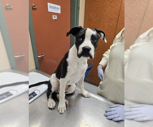 Labrador Retriever-Unknown Mix Dogs for adoption in Rancho Cucamonga, CA, USA