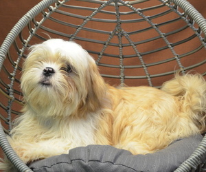 Shih Tzu Puppy for sale in PATERSON, NJ, USA