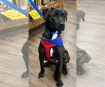 Small #12 Labrador Retriever Mix