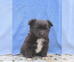 Small Photo #38 Chihuahua Puppy For Sale in HAYES, VA, USA