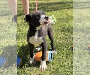 Labrador Retriever-Unknown Mix Dogs for adoption in Yardley, PA, USA