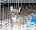 Small Photo #5 French Bulldog Puppy For Sale in ORO VALLEY, AZ, USA