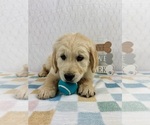 Small Golden Retriever