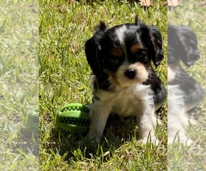 Cavalier King Charles Spaniel Puppy for Sale in MONTECITO, California USA