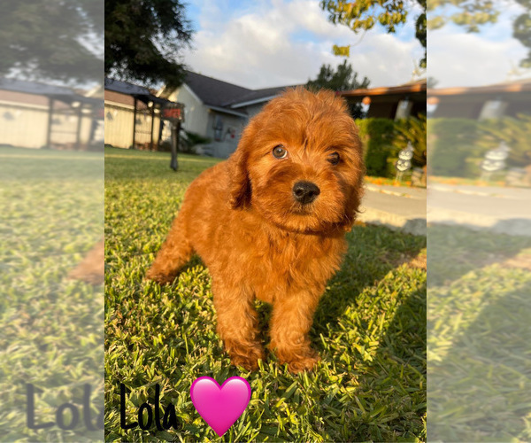 Medium Photo #16 Goldendoodle (Miniature) Puppy For Sale in BAKERSFIELD, CA, USA