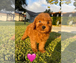 Small #15 Goldendoodle (Miniature)