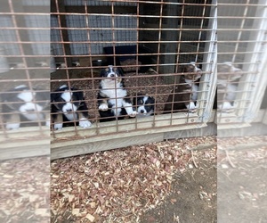 Australian Shepherd Puppy for sale in HAYDEN, AL, USA