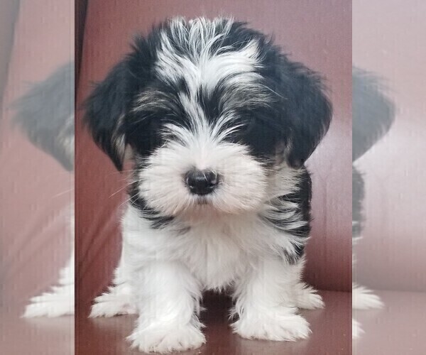 Medium Photo #7 Morkie Puppy For Sale in HOLLAND, MI, USA